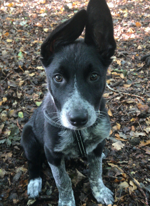 All about puppy socialisation!