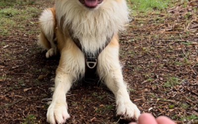 Debunking the “Treats = Good” Myth in Dog Training