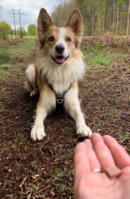 Debunking the “Treats = Good” Myth in Dog Training