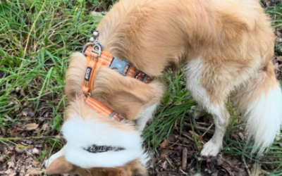 Are You Teaching Your Dog To Look For Triggers?