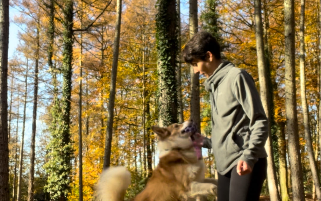 Snuffle Mats & Kongs Aren’t Calming Your High-Energy Dog?