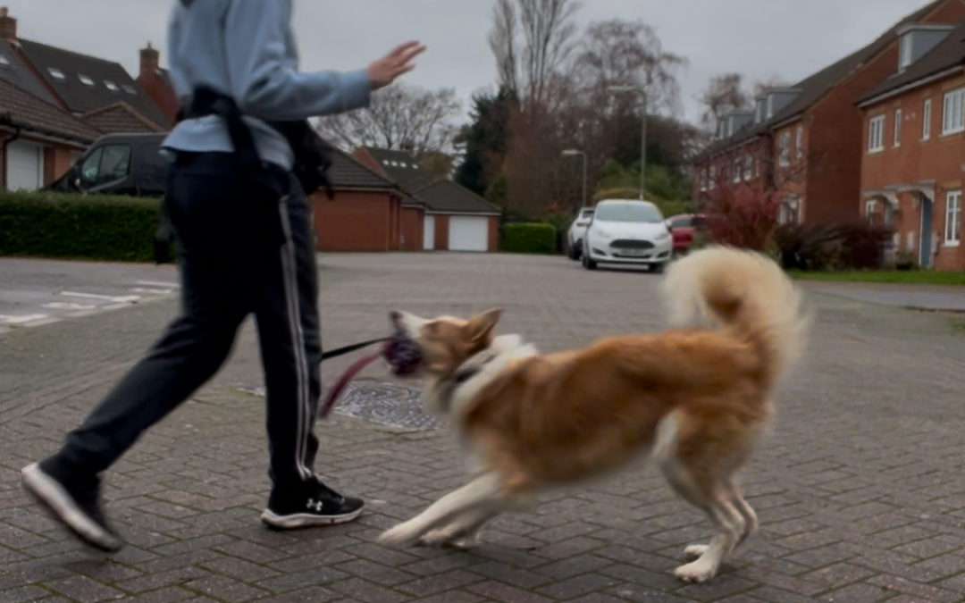 On Border Collies & Anticipation!